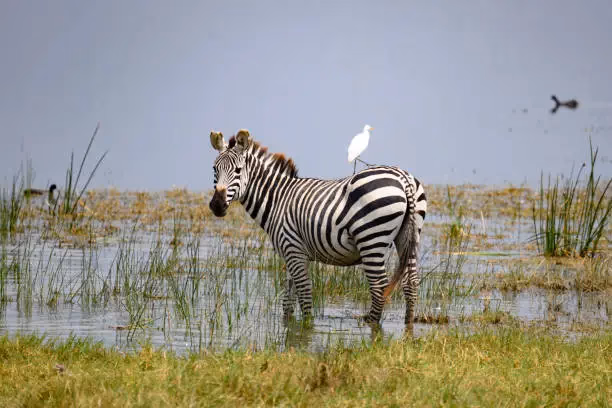 Ngorongoro Crater Gallery Image 2