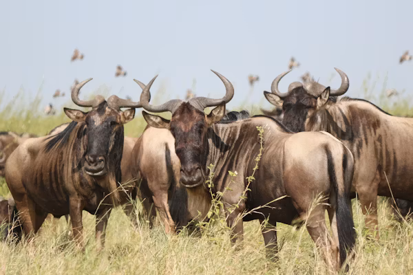Central Serengeti (Seronera Valley) Gallery Image 3