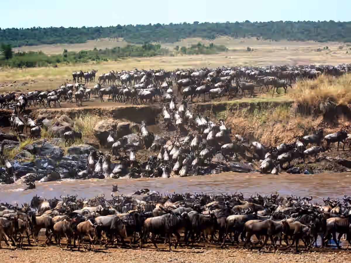 Private Great Migration masterclass in the Northern Serengeti - Gallery Image 6