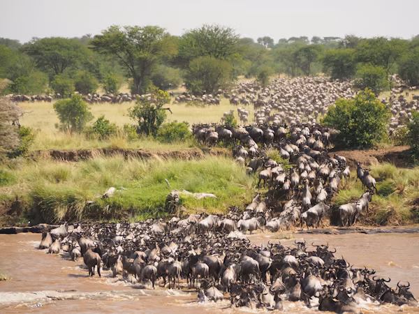 Private Great Migration masterclass in the Northern Serengeti - Gallery Image 7