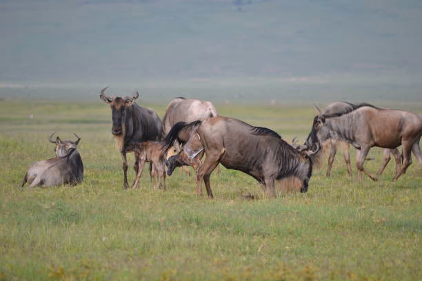 Luxury Calving Seasons & From Zanzibar