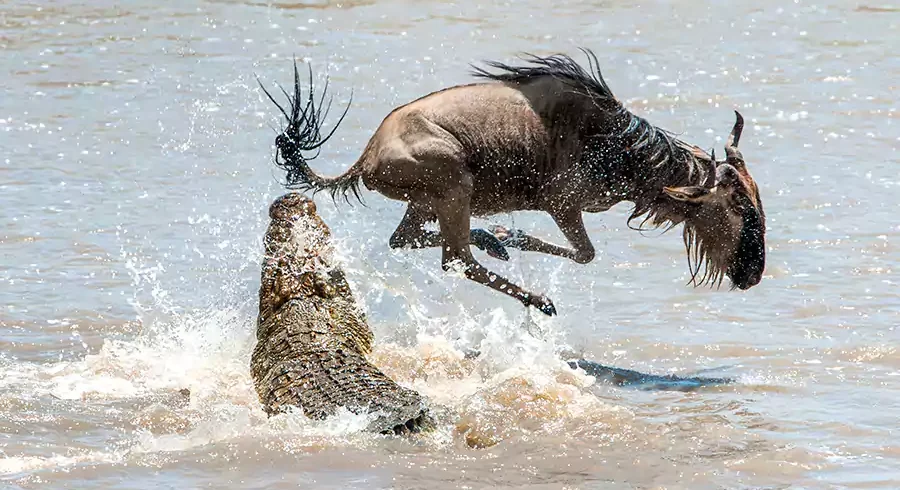 Witness the thrilling mara river crossing captured in this image, and trek to gorillas in Uganda