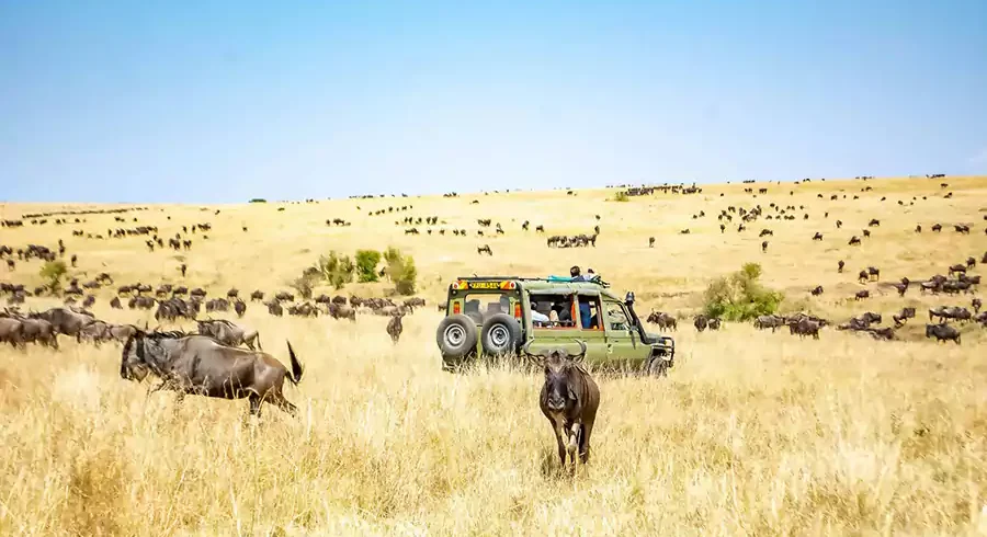 Masses of wildebeest and zebras grazing on the path to Great Migration Mara River Crossing